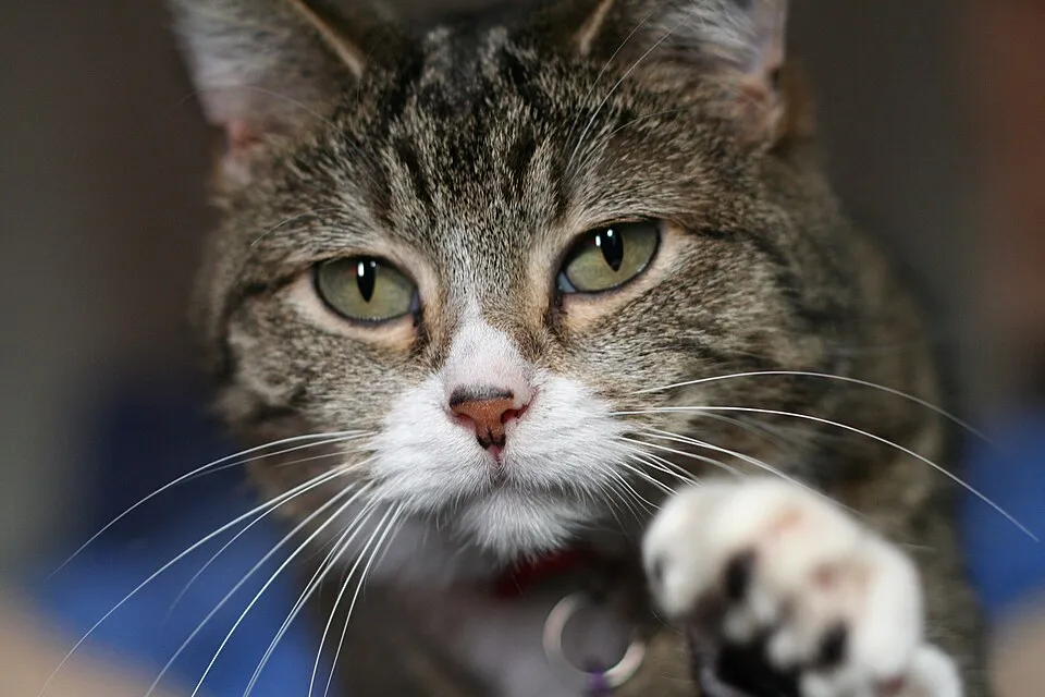 A house cat looks directly at the camera while reaching forward with one paw.